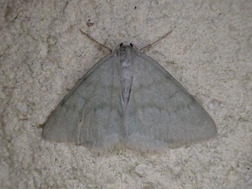 Réf. 237 335 : Pseudoterpna pruinata